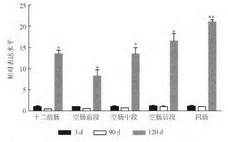 不同日龄猪肠组织中ACE2的表达量