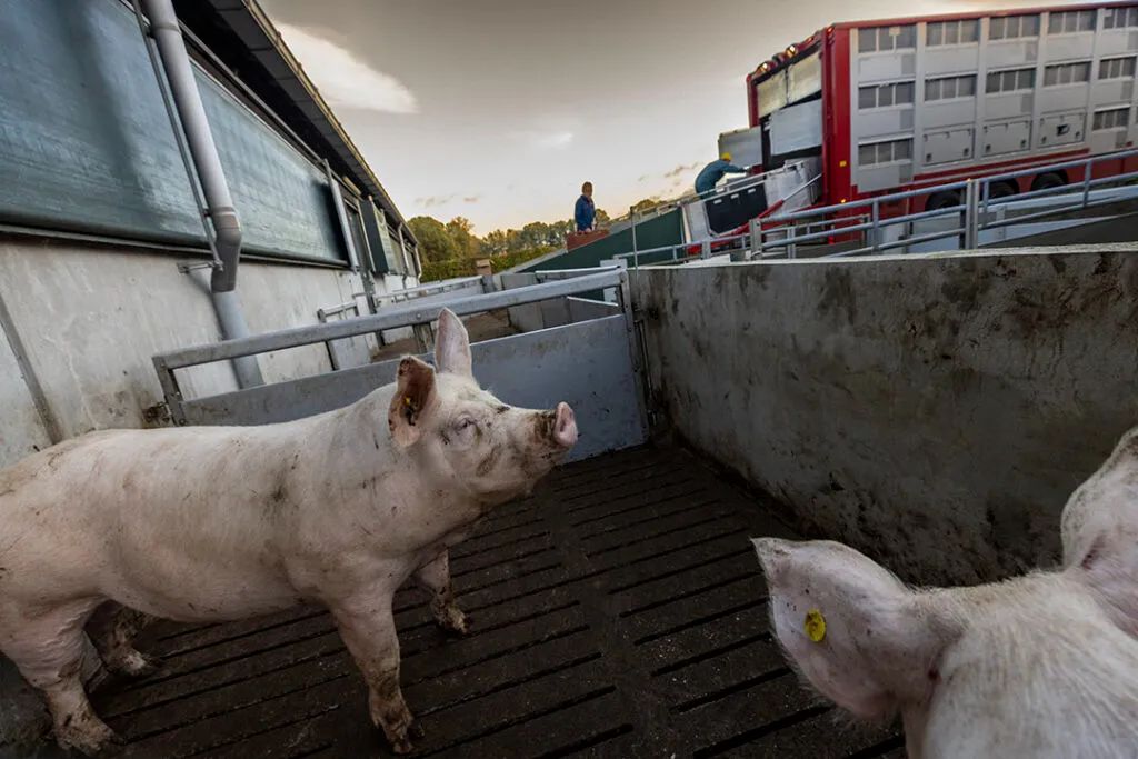 目前美国猪场蓝耳病的流行现状：90%的农场同时存在多种毒株