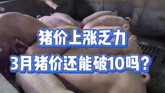 3月4日生猪价格：猪价上涨乏力，3月猪价还能破10吗？