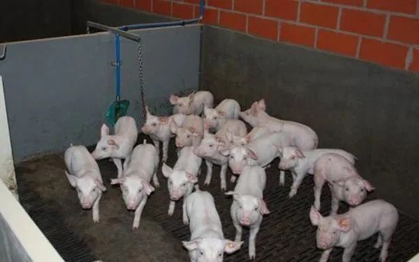 猪病到底跟什么有关？一文看懂影响猪场的7大因素！