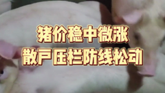 3月5日生猪价格：目前大场、屠企缩量，散户出栏增加，猪价持续窄幅调整！