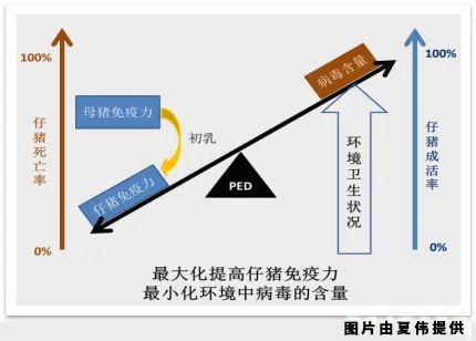 如何尽快控制猪病毒性腹泻？7个步骤值得参考！