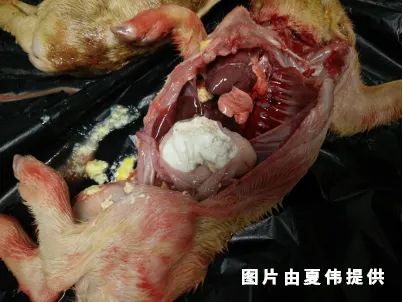 如何尽快控制猪病毒性腹泻？7个步骤值得参考！