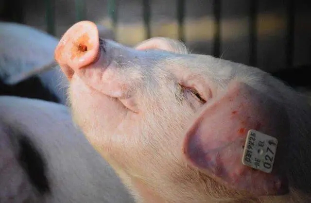 朱增勇：警惕二次育肥的生猪密集出栏带来的猪价下跌风险