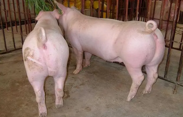 2023年03月07日全国各省市种猪价格报价表，猪价华丽逆袭，母猪市场会迎来涨势吗？