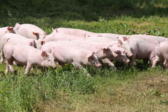 未来两个月猪价或总体上行，但二次育肥仍存较大的扰动风险！