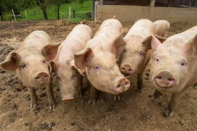 春天养猪如何防止饲料发霉？这6个方法很好用