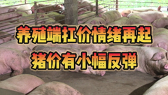 3月7日生猪价格：猪粮比回升至二级预警区间，养殖端扛价猪价小幅反弹！