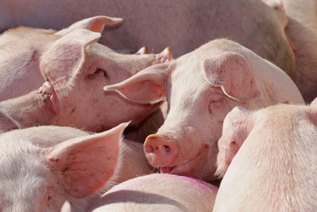 农业农村部：3月份第1周全国生猪平均价格15.93元/公斤，比前一周上涨2.5%