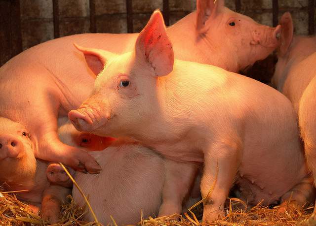 猪价“涨势汹汹”，仔猪价格行情“危险”！养殖户该出手补栏了？