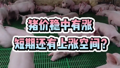 3月8日生猪价格：继续以上涨为主，短期均价能破8冲9吗？