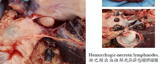 非洲猪瘟剖检特征