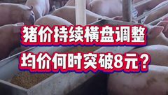 3月9日生猪价格：市场短期供需难变，猪价持续震荡调整，拐点在哪？