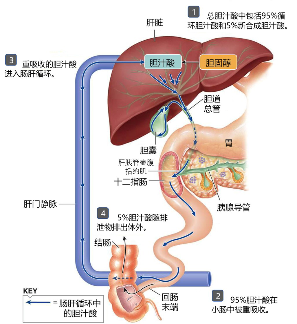 胆汁酸