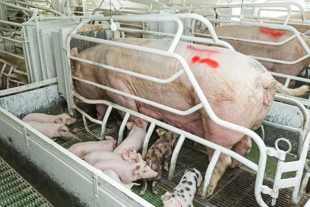母猪产后发热如何预防？发热后怎么处理？