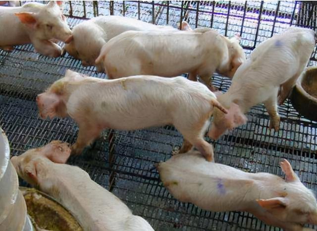 猪缺乏维生素时，会出现哪些症状？吃什么补维生素？