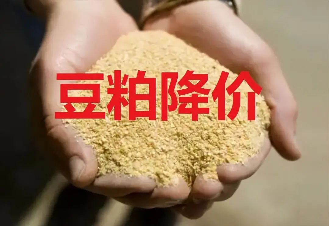 豆粕降价