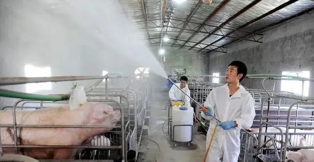怎样预防猪群传染病？基础工作要做好