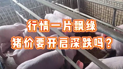 3月10日生猪价格：多地飘绿下跌，猪价是要开始深跌了吗？