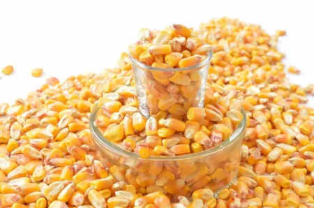 玉米是能量饲料之王，饲用玉米如何选择？