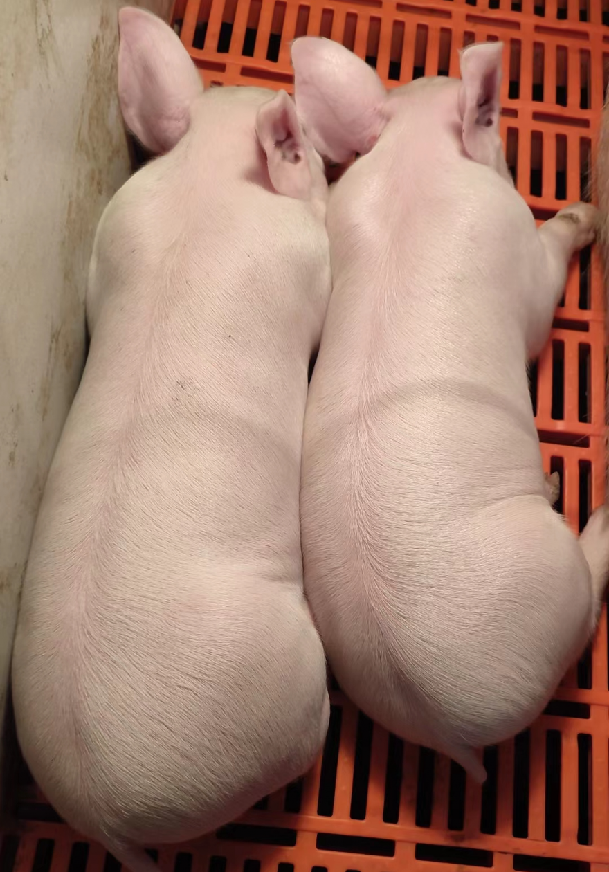 养猪行业“内卷”，如何实时掌控每一头猪？