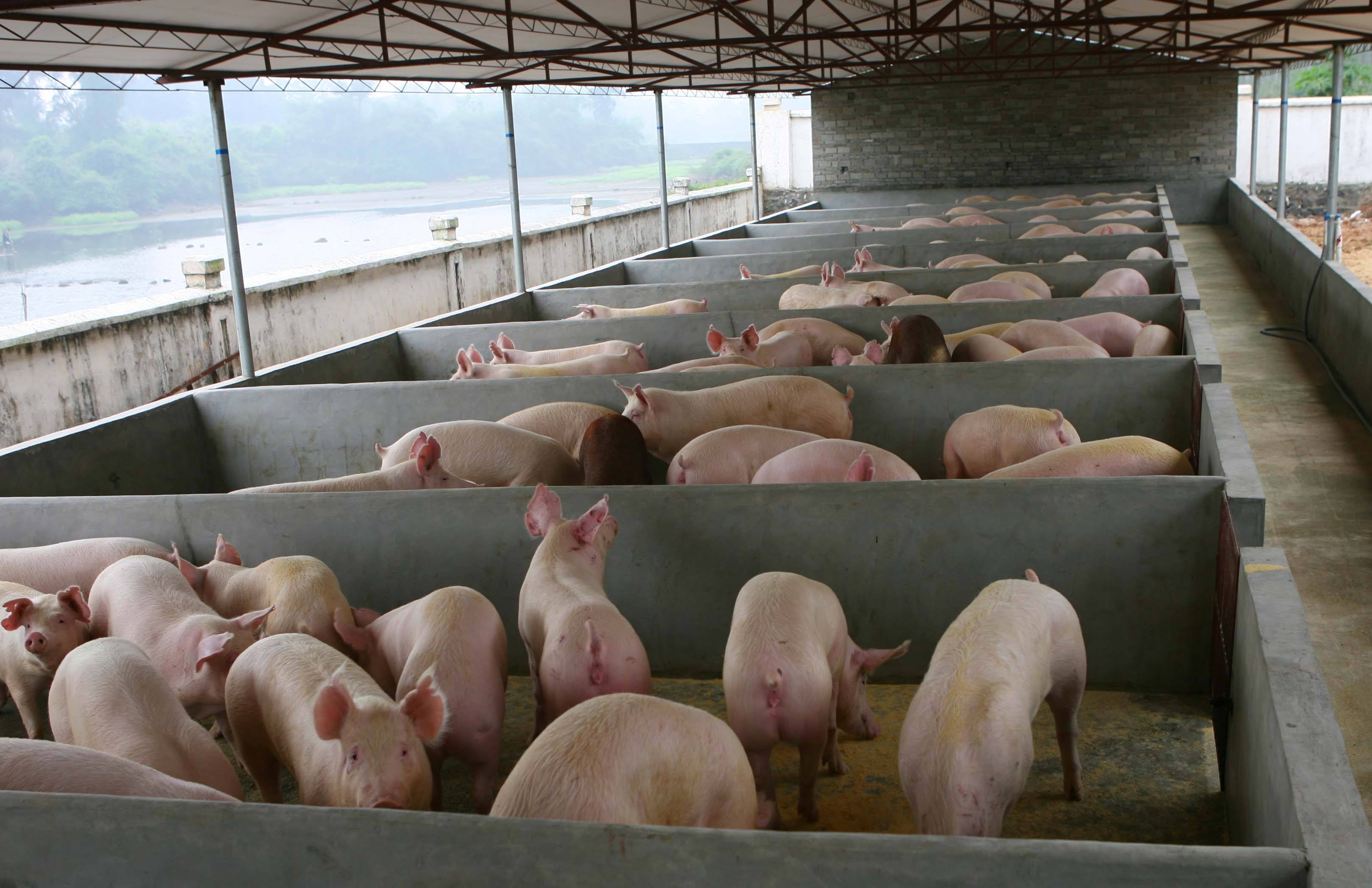 四川省确定2023年度生猪产能调控基地3492家！
