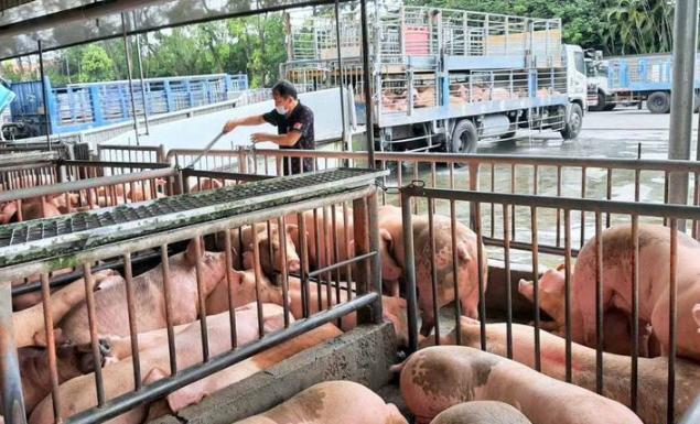 饲料价格暴涨一倍，台湾生猪交易价格也创新高！