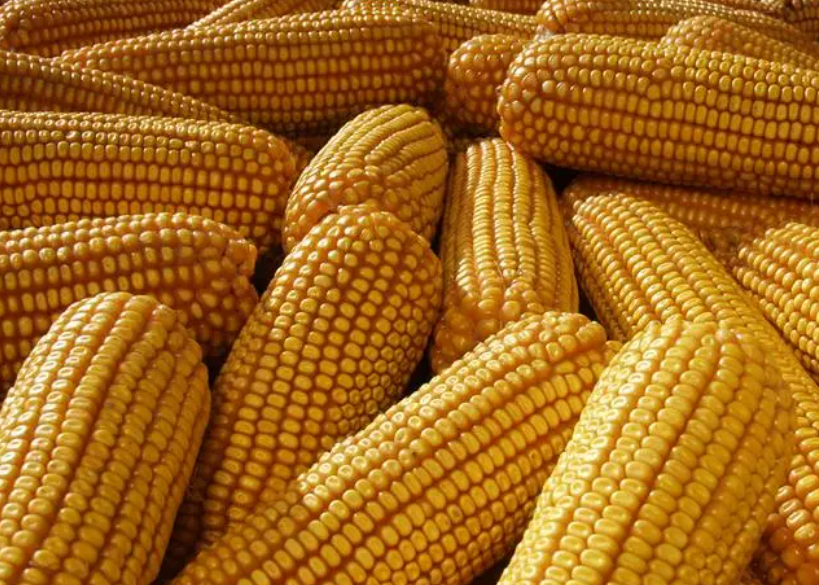 “抢粮大战”没了？玉米市场发生巨变，接下来怎么办？