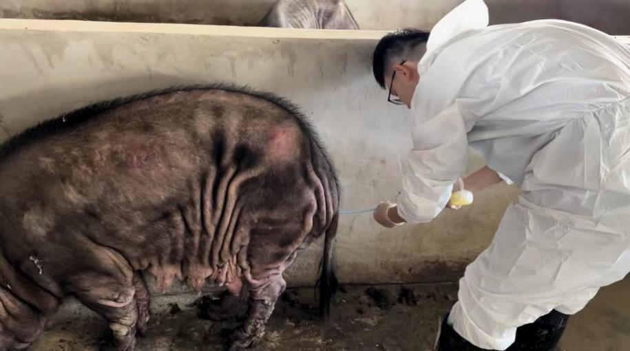 精液冷冻保存技术首次在安徽省地方猪保种上的成功应用