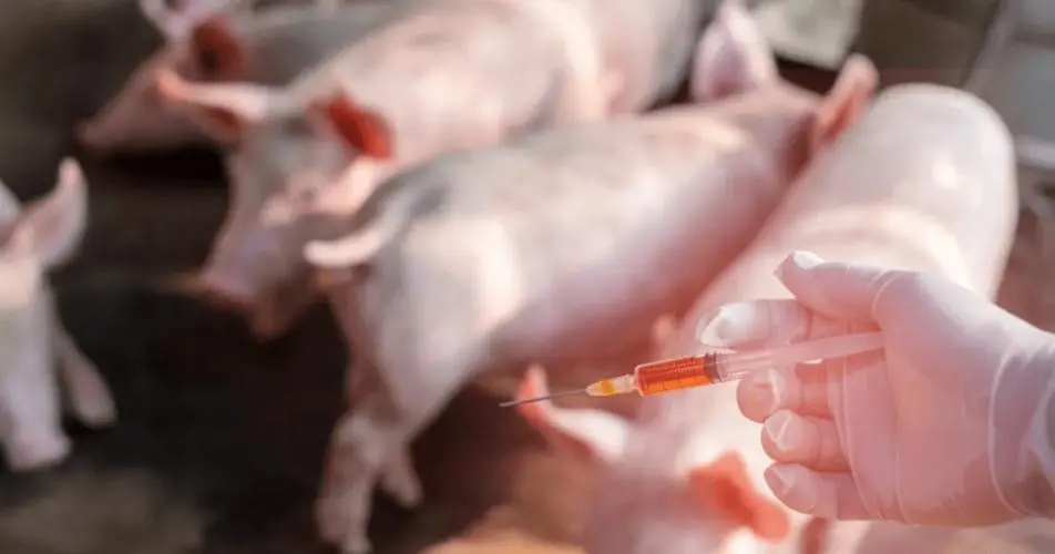 免费疫苗与自费疫如何选择？教给你如何在猪场科学的选用自费疫苗？