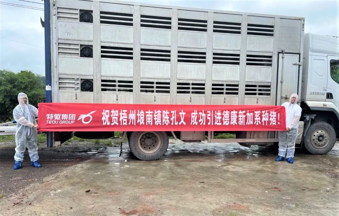 德康新加系种猪