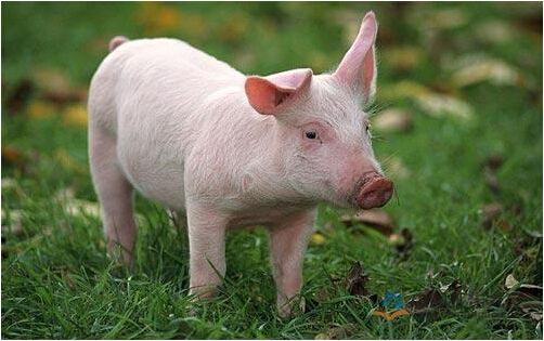 3月16日10公斤仔猪价格：非瘟又起，猪价止跌，仔猪又要变“金猪”？