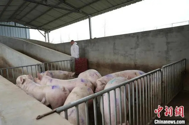 益阳市生猪供澳的第一单，首批105头启运！湖南大通湖签订两万头供港澳生猪订单