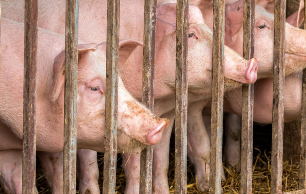 取代美国，中国建成全球最大养猪场，产出的大量粪便将如何处理？