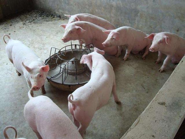 想让猪群少生病多长肉，这四个关键要点要知道！