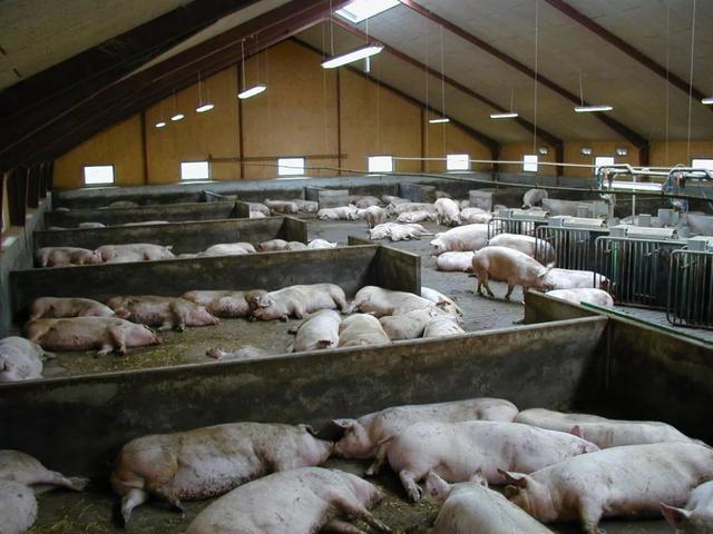 猪舍如何带猪消毒？带猪消毒用哪种消毒剂？