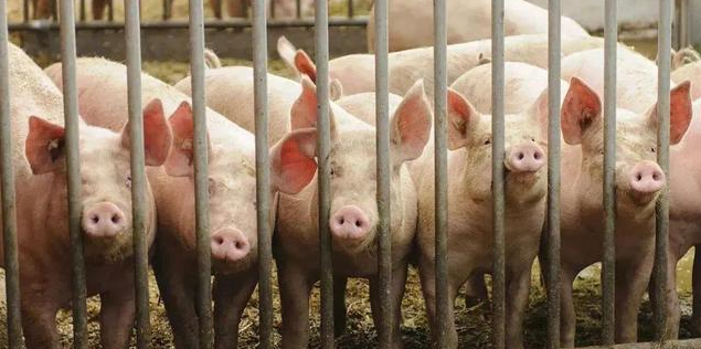 猪病日趋复杂，这十条猪病诊断与防治误区请收藏！