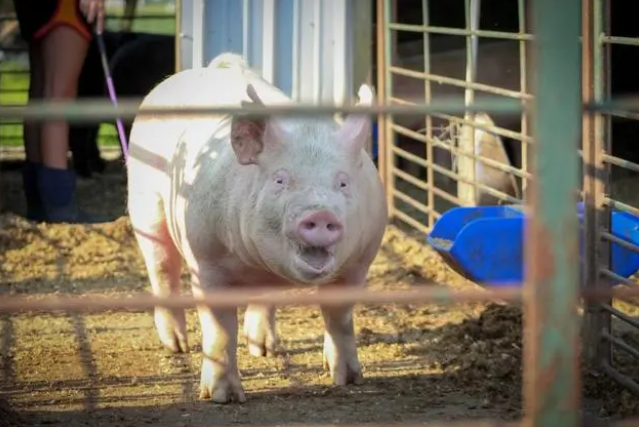 2023年03月21日全国各省市种猪价格报价表，生猪养殖盈利持续亏损，或将促使能繁母猪产能持续去化！