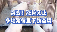 3月21日生猪价格：涨一天跌一天！猪价呈现下跌态势，终端需求仍疲弱！