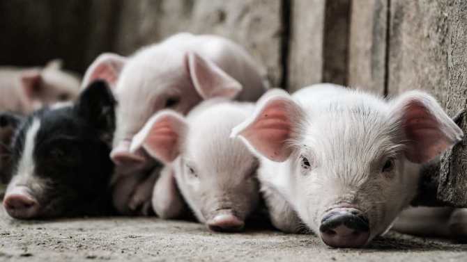 2023年03月21日全国各省市15公斤仔猪价格行情报价，牧原断奶仔猪价格普遍下跌，还会跌吗？