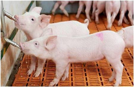 2023年03月22日全国各省市10公斤仔猪价格行情报价，猪价跌势反扑，仔猪价格离下跌还远吗？