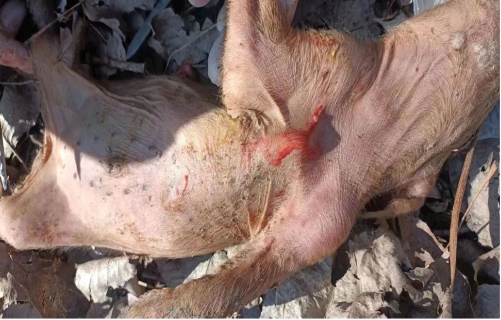 死亡猪只身上发红，奶头发紫