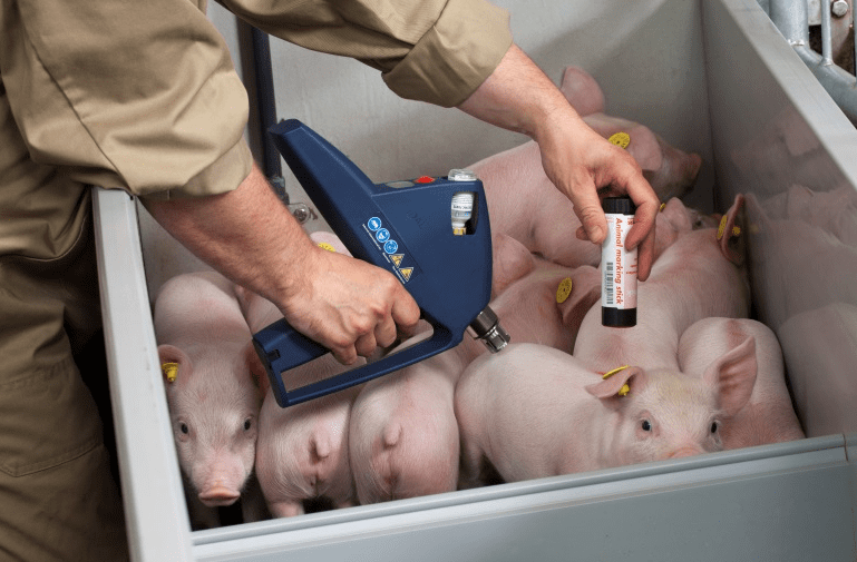 新发现！无针注射可以避免非洲猪瘟交叉感染