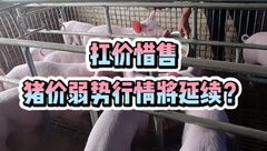 3月23日生猪价格：抗价惜售，猪价弱势行情将延续？