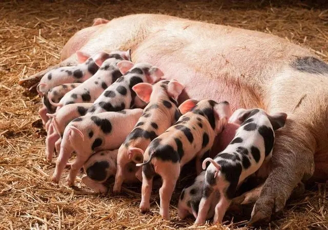 2023年03月23日全国各省市种猪价格报价表，部分猪企2月能繁淘汰力度加大，母猪价格或走低？