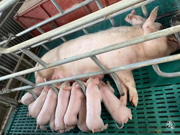 “益生菌养殖+云养猪”模式，助力乡村振兴！