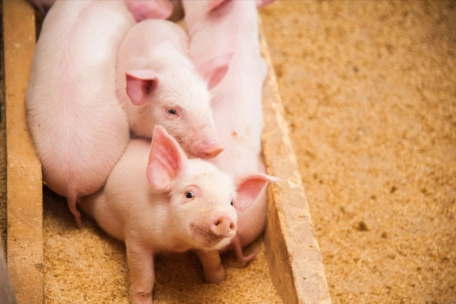 2023年03月24日全国各省市20公斤仔猪价格行情报价，饲料降价，养殖成本下降，你补栏仔猪了吗？