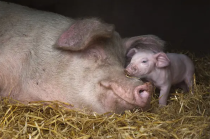 别盲目在哺乳母猪料里大量加赖氨酸了，因效果并不好！