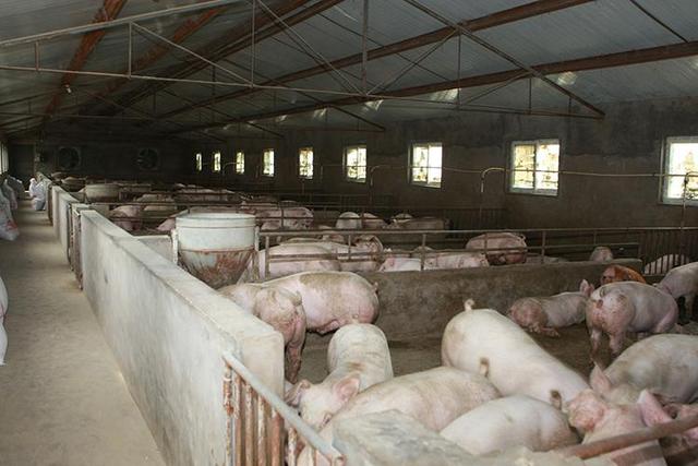 规模猪场在引进种猪或仔猪的时候，需要注意什么？