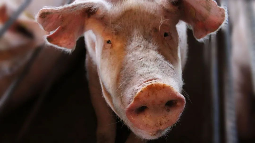 肢蹄病是导致母猪死亡的首要原因吗？